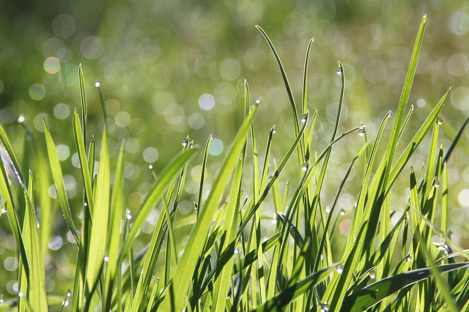 Фото: pixabay.com