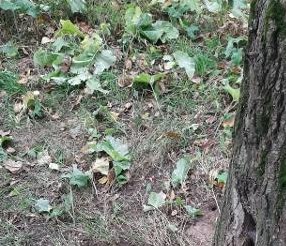 Дворовую территорию на Илимской привели в порядок