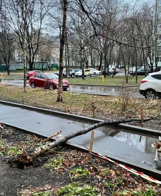 Девушка с ребенком успела увернуться от падавшего дерева во дворе дома на Алтуфьевском